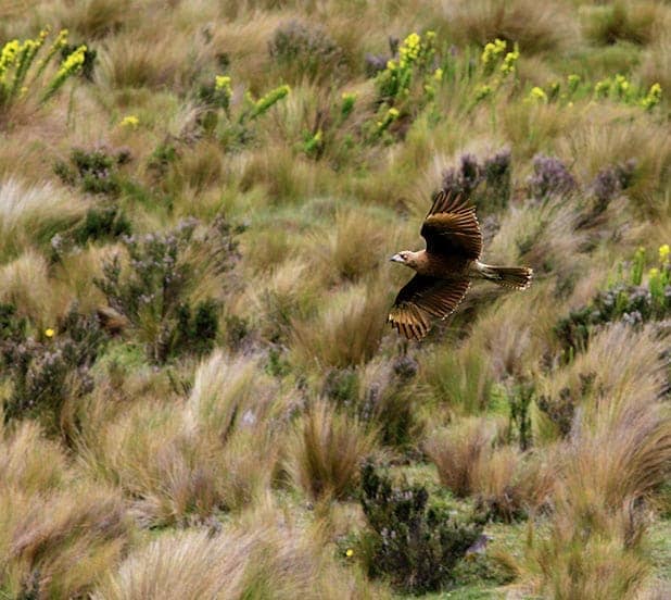 Cóndor sobrevolando la laguna de Culebrillas