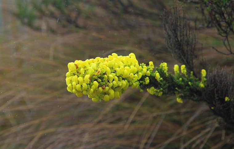 Flor silvestre en el camino a Culebrillas
