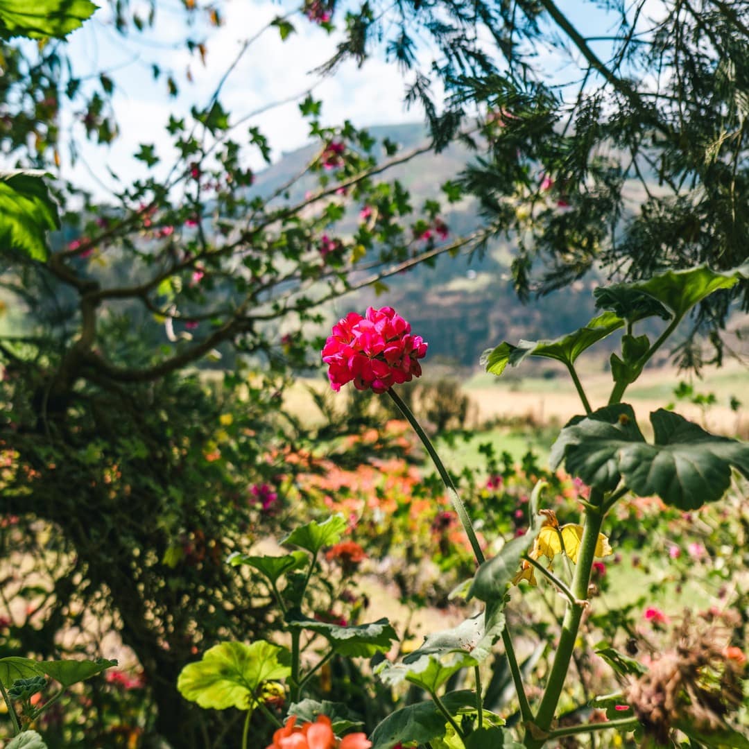 Jardines verdes de la Posada Ingapirca