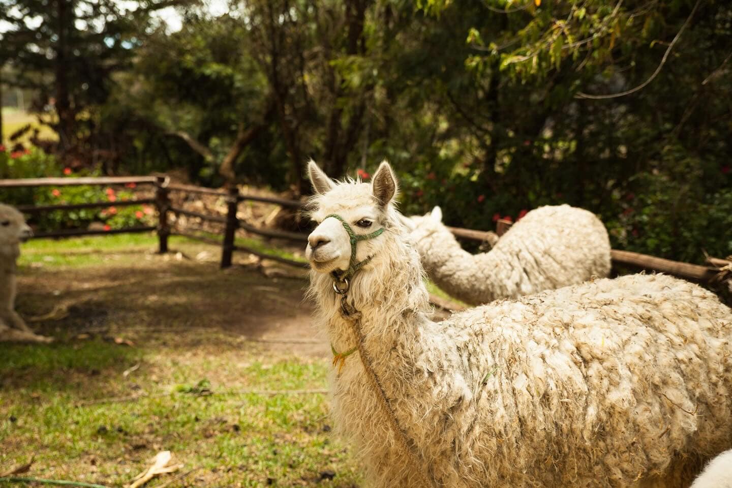 Llama pastando en los jardines de la posada