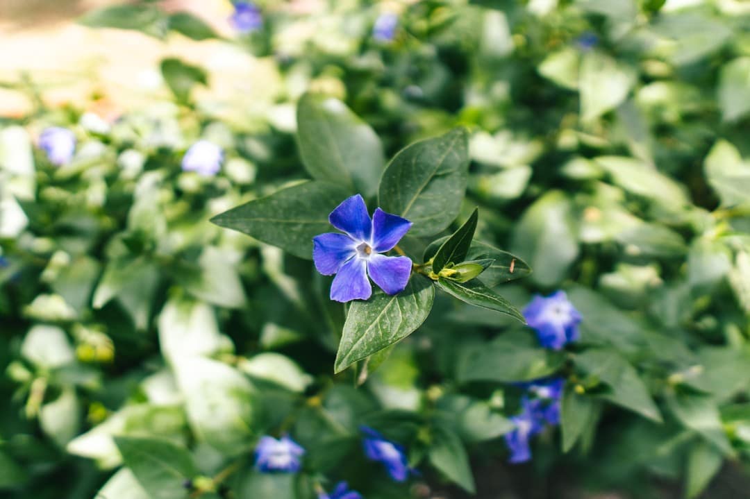 Detalle de plantas y lámpara en la posada