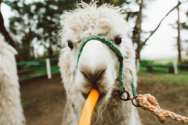 Hospedaje cerca de Ingapirca: hacienda histórica en el corazón de los Andes