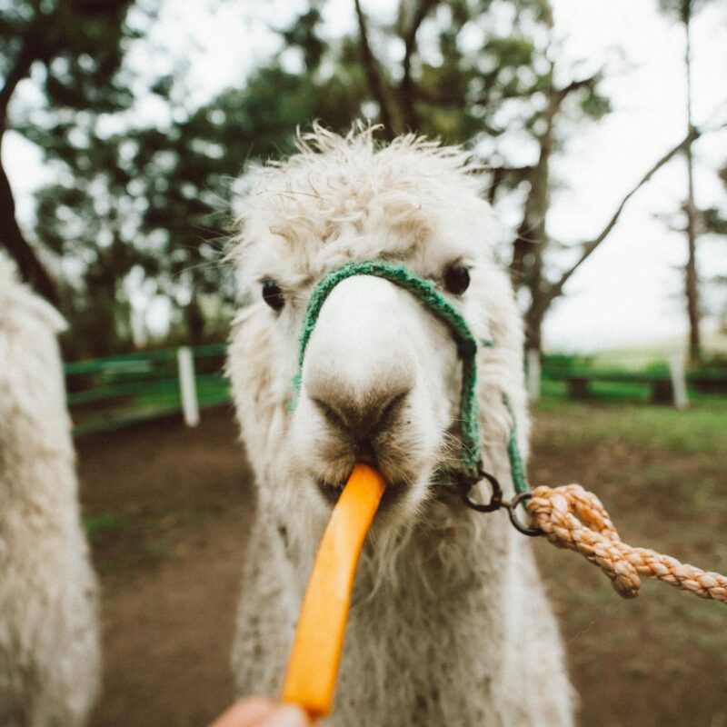 Hospedaje cerca de Ingapirca: hacienda histórica en el corazón de los Andes